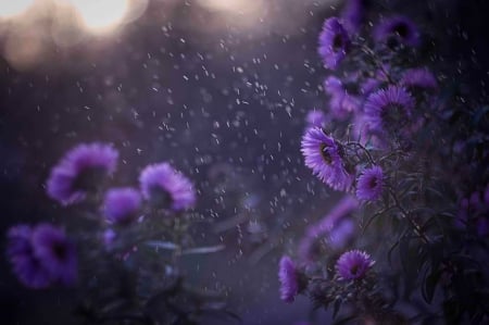 Purple Flowers - purple, flowers, bloom, petals