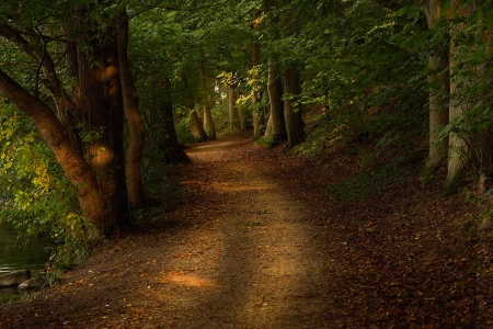 Path - path, trees, nature, forest, way