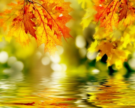 Autumn Leaves - leaves, autumn, reflection, gold