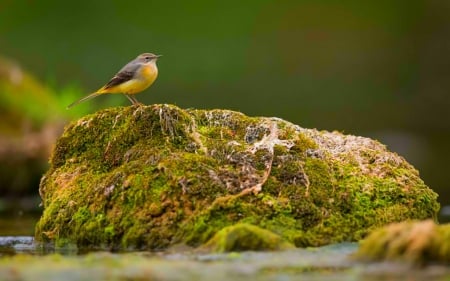 Bird - moss, animals, bird, rocks