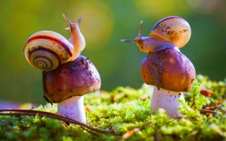 Snails - mushrooms, snails, plants, animals