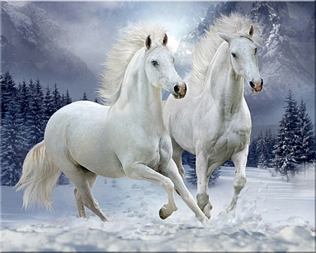 White Ghosts - white, winter, horse, animals