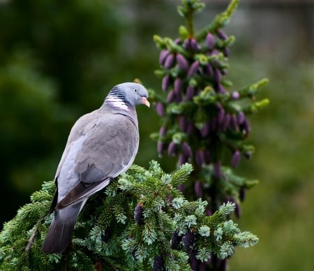 Dove on the Branches