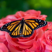 Butterfly on pink Roses