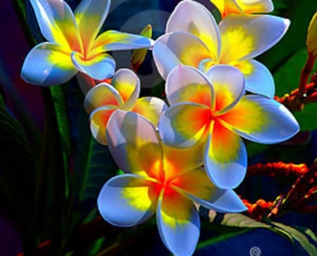 Beautiful Temple Flowers - flowers, nature, plumeria, colored, temple