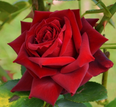 Red Beauty - nature, red, petals, flowers, rose, dew