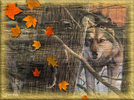 Autumn Woods - nature, wolf, autumn, woods, cg