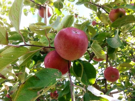 Apple Harvest