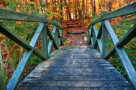 Bridge in Autumn Forest - abstract, autumn, trees, forests, photography, bridges