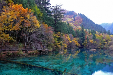 Autumn Forest Lake - forests, trees, nature, autumn, lakes