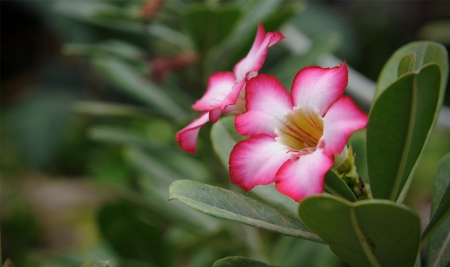 Beautiful pink and white - white, splendor, flowers, pink