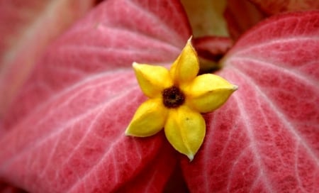 Little Star - beautiful, red, flower, yellow