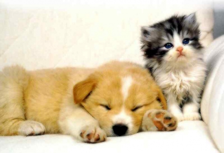 cute friends - cats, animals, cute, kitten, friends, puppy