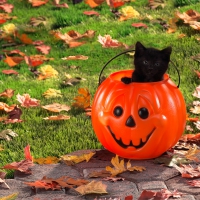 Cute Halloween Kitten