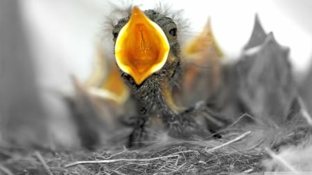 baby birds are hungry - mouth, hungry, baby, bird