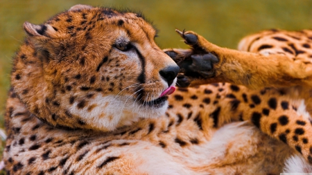 cheetah licking his paw - paw, cheetah, licking, cat