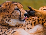 cheetah licking his paw