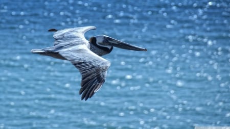 pelican - pelican, water, bird, blue