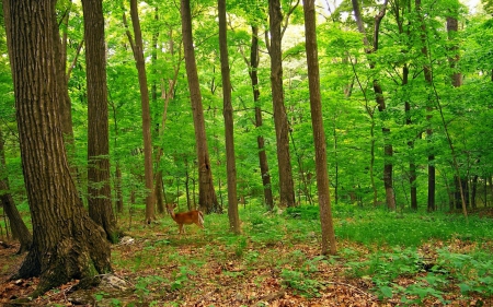 forest - tree, forest, deer, grass