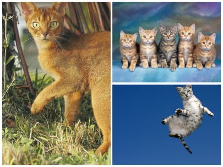 Cat Collage - collage, kittens, cats, photography