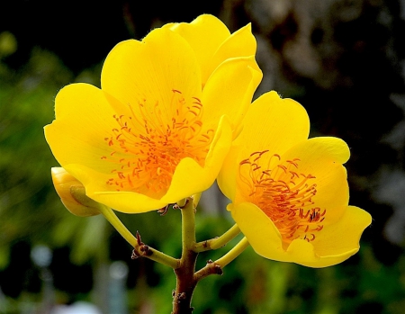 Flowers - flowers, yellow, pretty, colorful