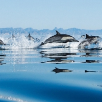 Swimming Dolphins