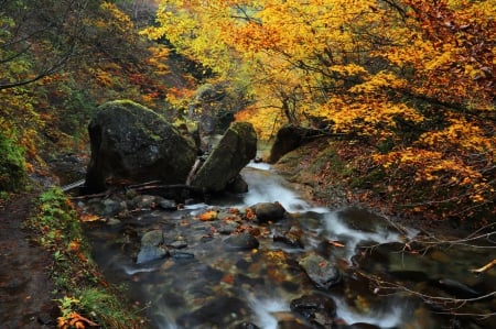 Forest Creek - trees, autumn, falls, colors, stones, leaves