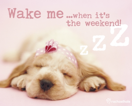 Sophie - pink, rachael hale, animal, sleep, funny, word, cute, puppy, bow, card