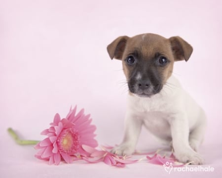 Puppy - white, animal, cute, dog, puppy, flower, gerbera, rachael hale