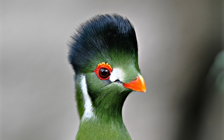 Bird - orange, cute, bird, green