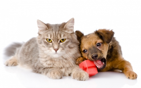 A tasty gift - red, funny, animal, puppy, cat, christmas, white, gift, couple, dog