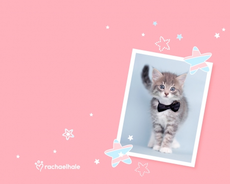 Kitten - frame, blue, pink, rachael hale, cat, animal, kitten, cute, bow