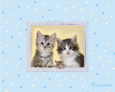 Chaos, Havoc and Squeak - frame, animal, cute, kitten, cat, rachael hale, couple, blue