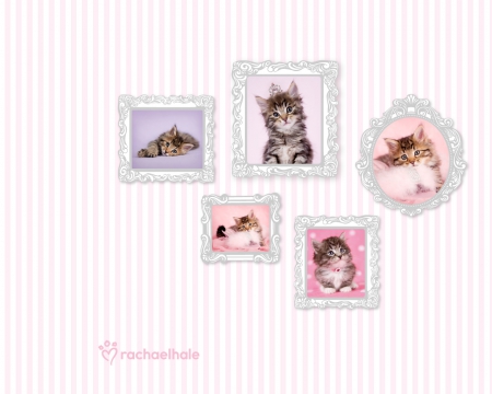 Kittens - white, animal, frame, kitten, blue, pink, cat, rachael hale