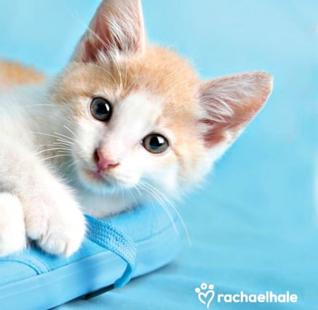 India Rose - white, animal, cute, kitten, cat, rachael hale, shoe, blue