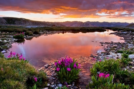 WILD FLOWERS from the MOUNTAINS - sky, lake, landscape, mountains, nature, evening, reflection, clouds, splendor