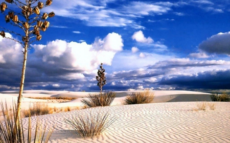 Desert Landscape - hdr - nature, sky, trees, clouds, sand, deserts, landscapes