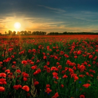 Sunrise over Poppy Field - hdr