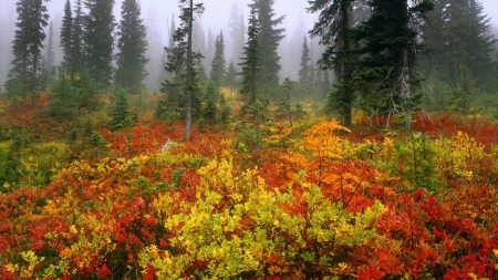 Foggy Autumn Forest - nature, autumn, trees, forests, fog