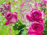 Pink roses