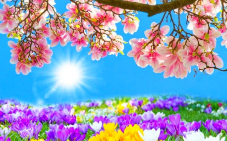 Beautiful Day - flowers, sky, blossoms, spring