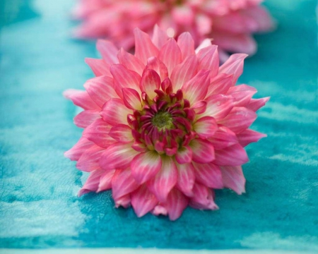 Beautiful Pink Flowers - flowers, petals, pink, bloom