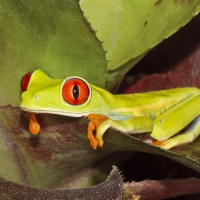 FROG ON PLANT