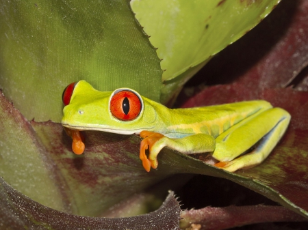 FROG ON PLANT - frog, cute, plant, green