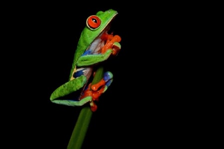 FROG ON STALK - frog, cute, stalk, green