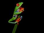 FROG ON STALK