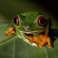 FROG SITTING ON LEAF