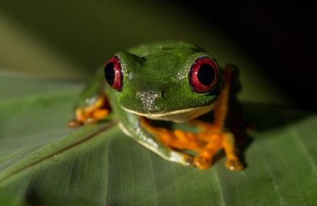 FROG SITTING ON LEAF - frog, leaf, cute, sitting