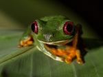 FROG SITTING ON LEAF