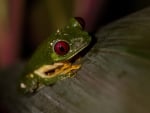 FROG ON LEAF